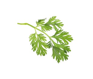 Photo of Fresh cilantro sprig isolated on white. Aromatic condiment