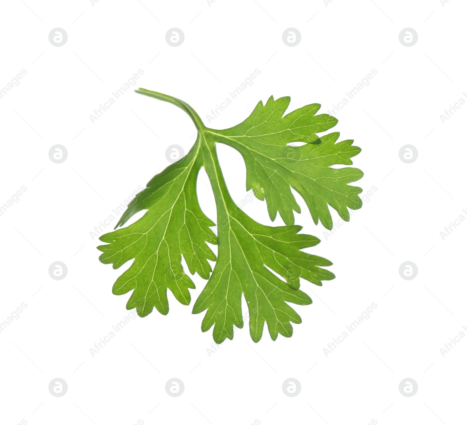 Fresh cilantro sprig isolated on white. Aromatic condiment Photo of Fresh cilantro sprig isolated on white. Aromatic condiment