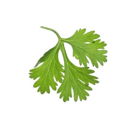 Photo of Fresh cilantro sprig isolated on white. Aromatic condiment