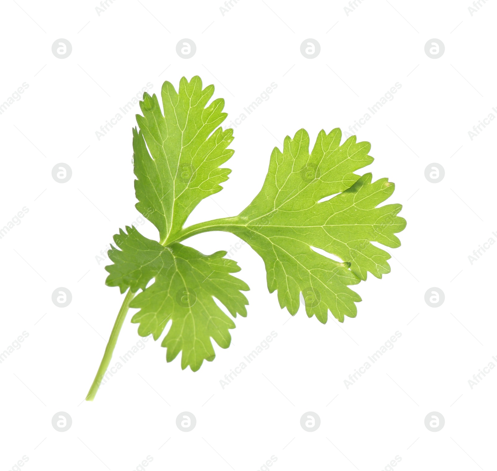 Fresh cilantro sprig isolated on white. Aromatic condiment Photo of Fresh cilantro sprig isolated on white. Aromatic condiment