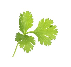 Photo of Fresh cilantro sprig isolated on white. Aromatic condiment