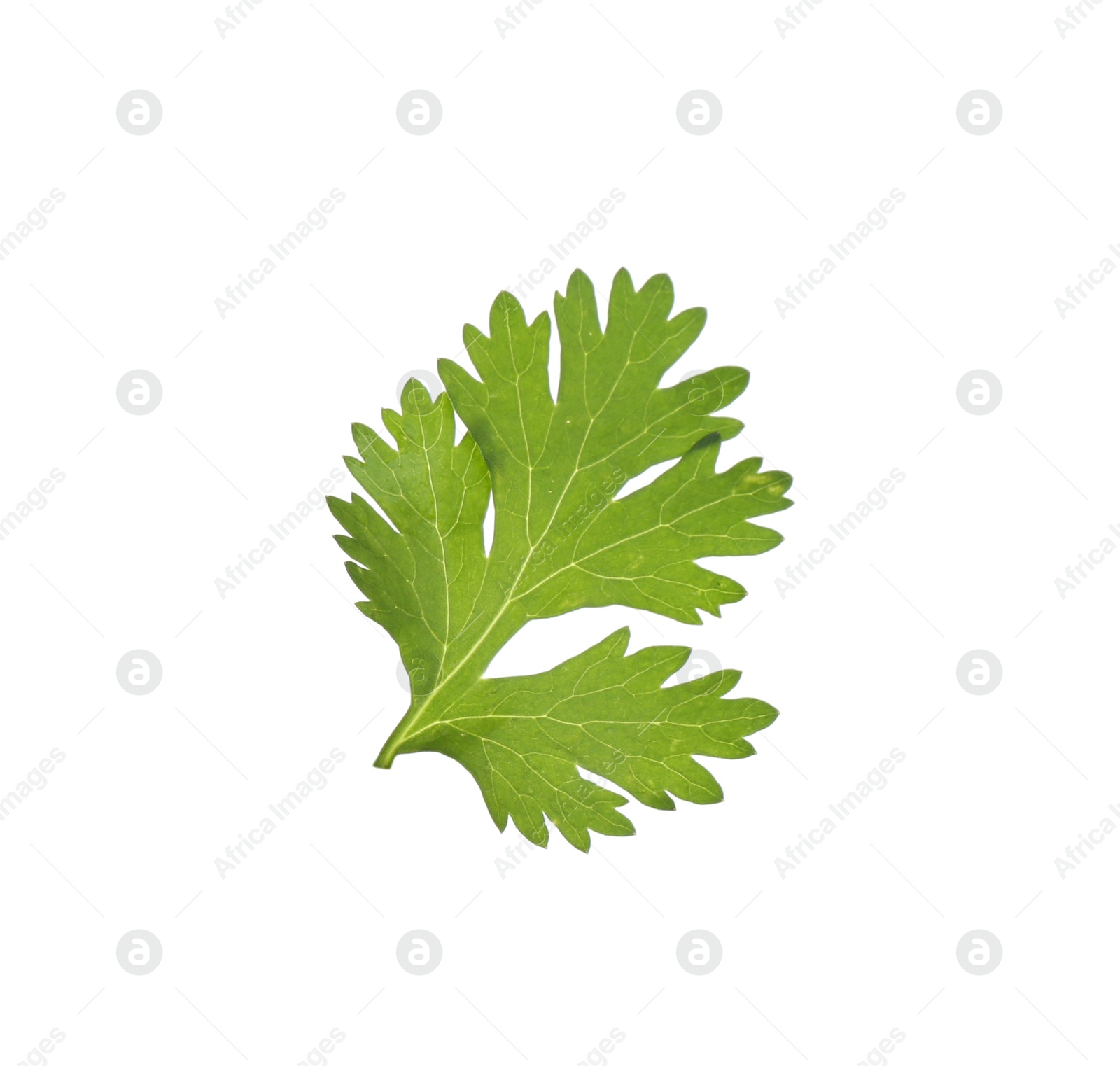Fresh cilantro isolated on white. Aromatic condiment Photo of Fresh cilantro isolated on white. Aromatic condiment