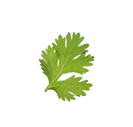 Photo of Fresh cilantro isolated on white. Aromatic condiment