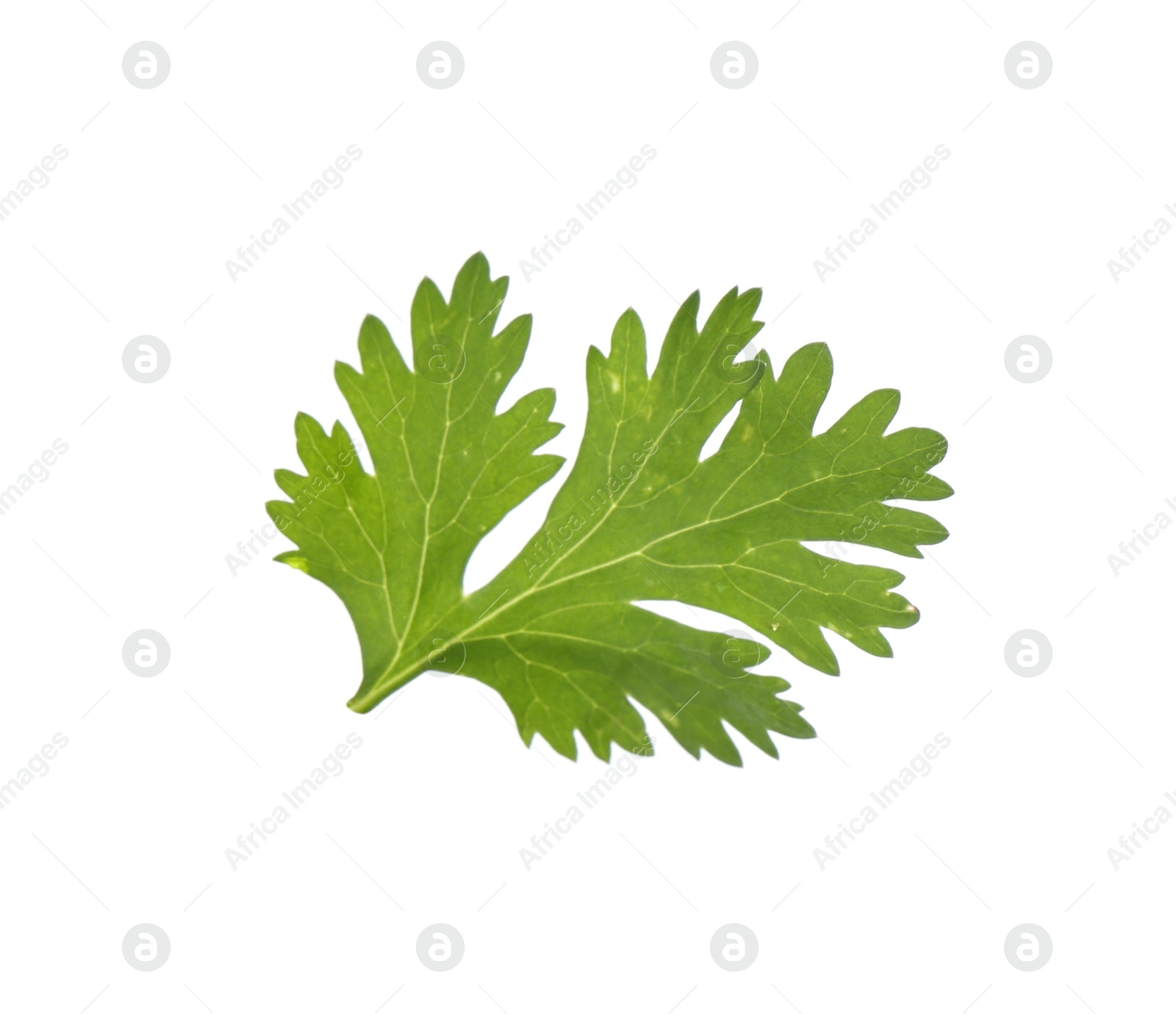 Photo of Fresh cilantro isolated on white. Aromatic condiment