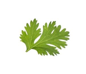 Photo of Fresh cilantro isolated on white. Aromatic condiment