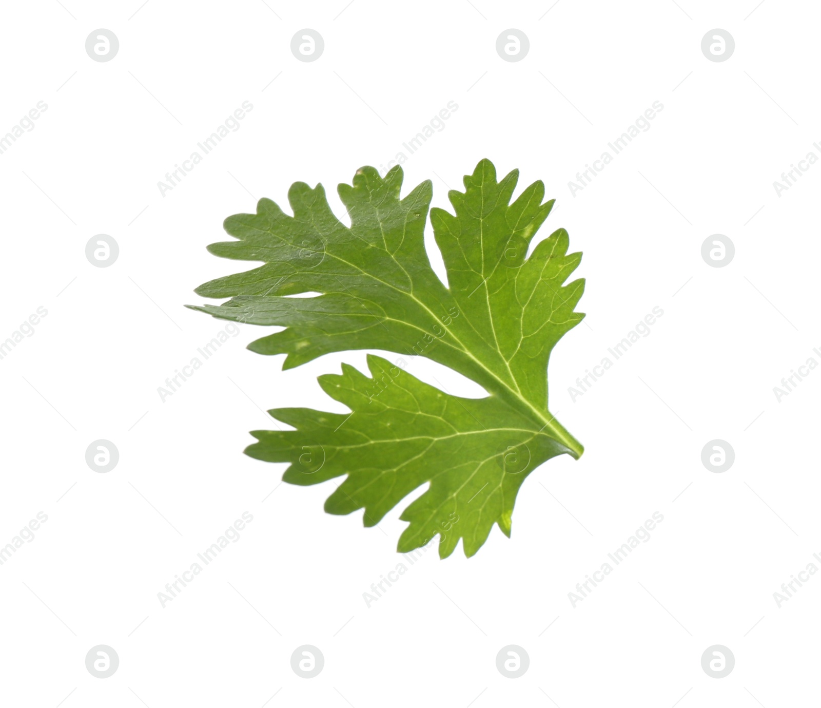 Photo of Fresh cilantro isolated on white. Aromatic condiment