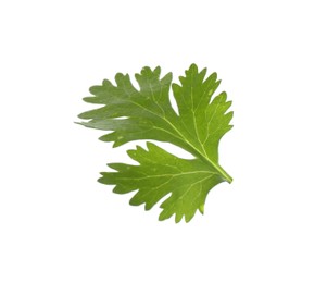 Photo of Fresh cilantro isolated on white. Aromatic condiment