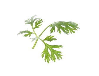 Photo of Leaf of aromatic cilantro isolated on white