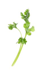 Photo of Sprigs of aromatic cilantro isolated on white, top view