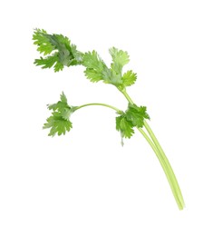 Photo of Sprigs of aromatic cilantro isolated on white
