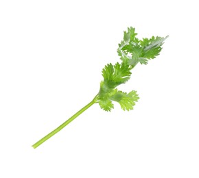 Photo of Sprig of aromatic cilantro isolated on white