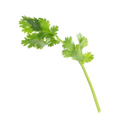 Photo of Sprig of aromatic cilantro isolated on white