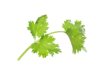 Photo of Sprig of aromatic cilantro isolated on white