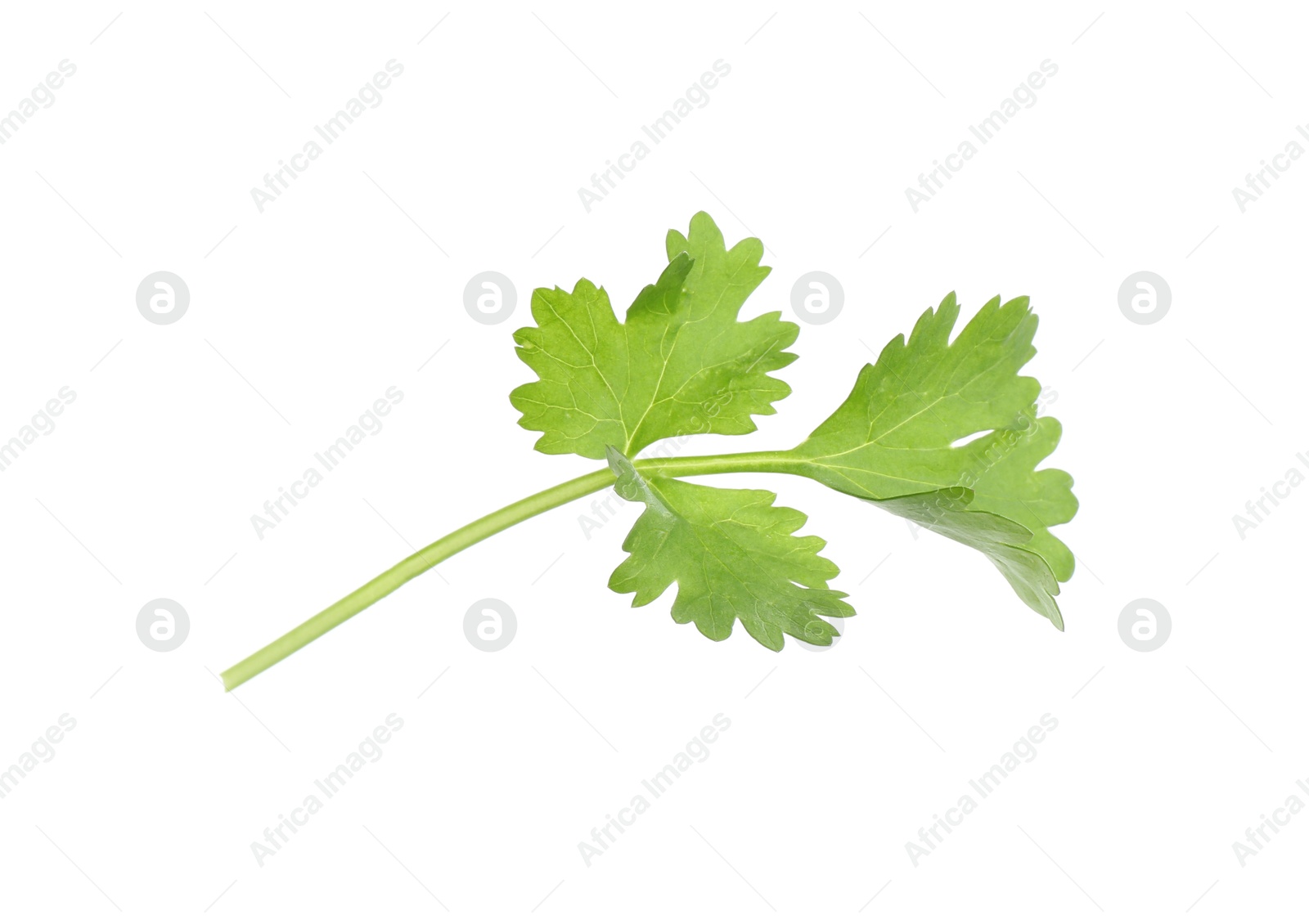 Photo of Sprig of aromatic cilantro isolated on white