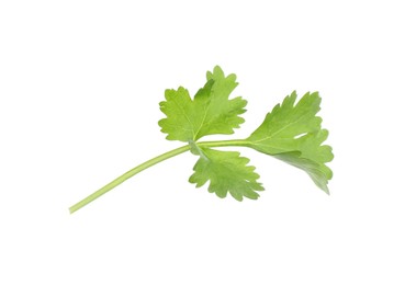 Photo of Sprig of aromatic cilantro isolated on white