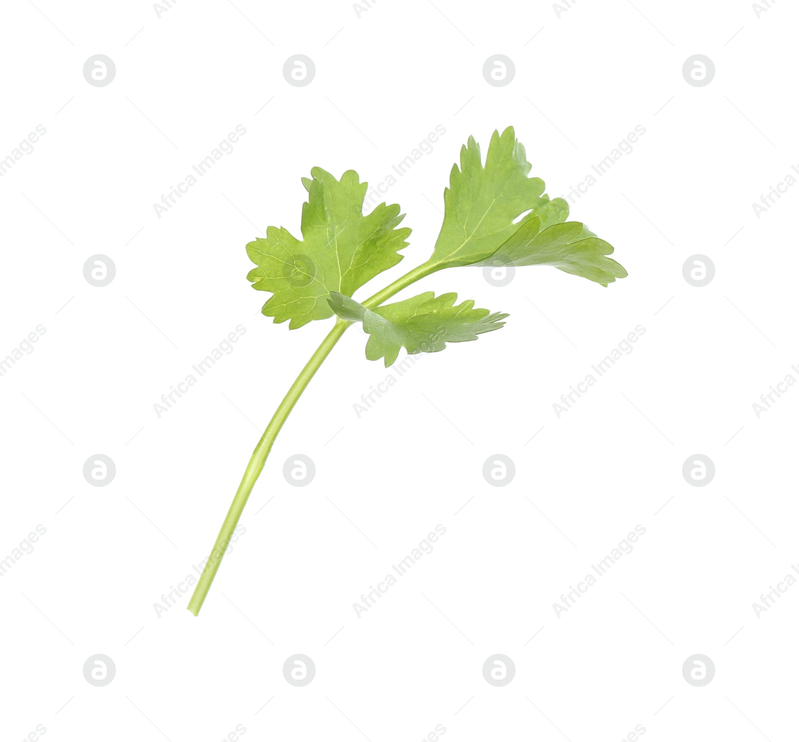 Photo of Sprig of aromatic cilantro isolated on white