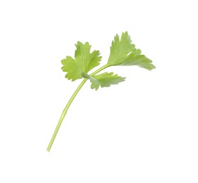 Photo of Sprig of aromatic cilantro isolated on white