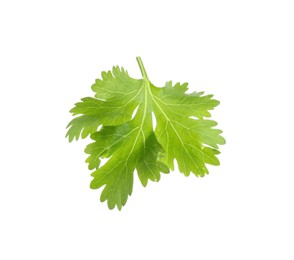 Photo of Leaf of aromatic cilantro isolated on white