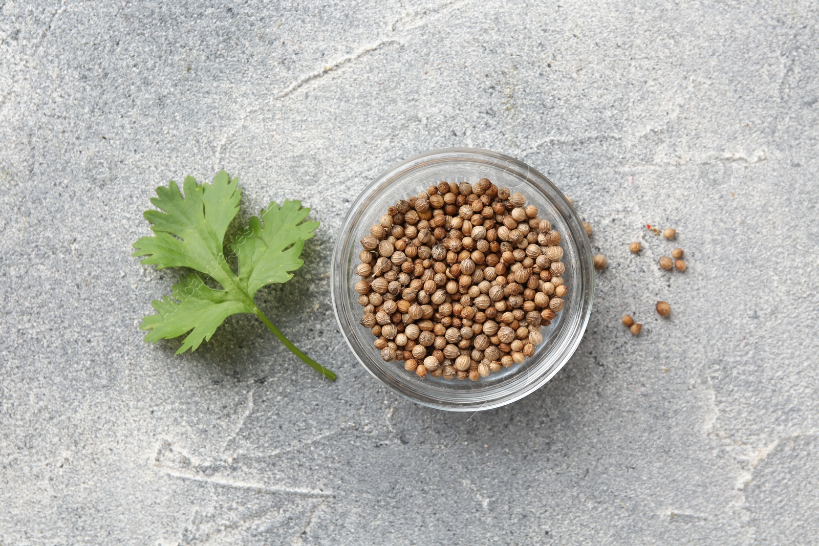 Photo of Fresh cilantro leaf and coriander seeds on grey table, flat lay