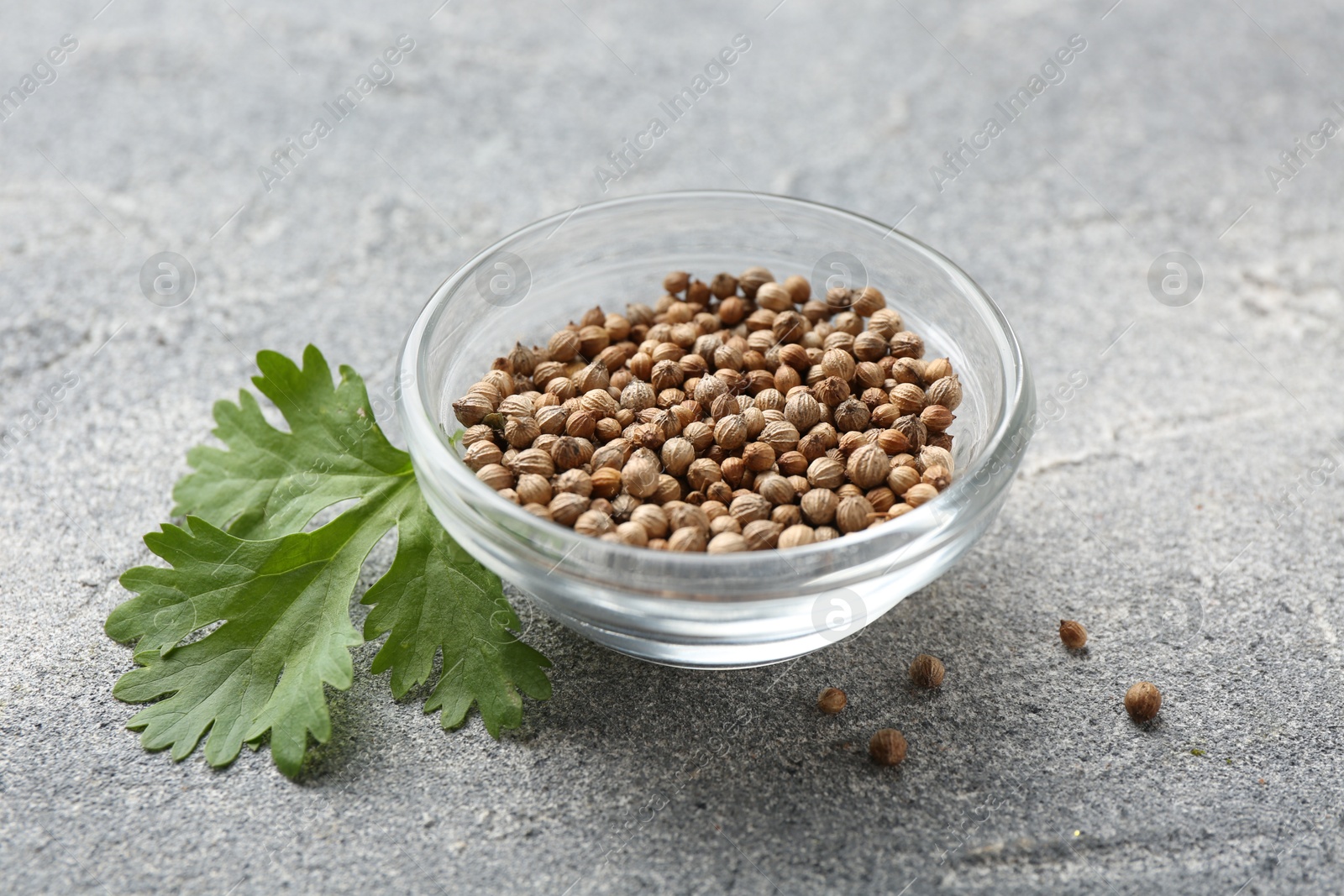 Photo of Fresh cilantro leaf and coriander seeds on grey table, closeup