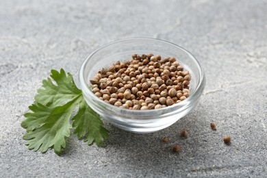 Photo of Fresh cilantro leaf and coriander seeds on grey table, closeup