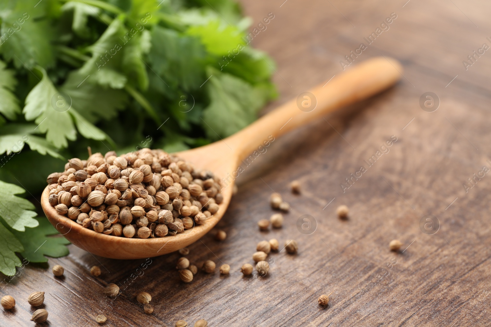 Fresh cilantro and coriander seeds on wooden table, closeup. Space for text Photo of Fresh cilantro and coriander seeds on wooden table, closeup. Space for text
