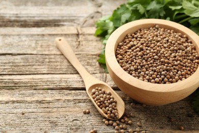 Photo of Fresh cilantro and coriander seeds on wooden table, closeup. Space for text
