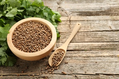 Photo of Fresh cilantro and coriander seeds on wooden table, closeup. Space for text