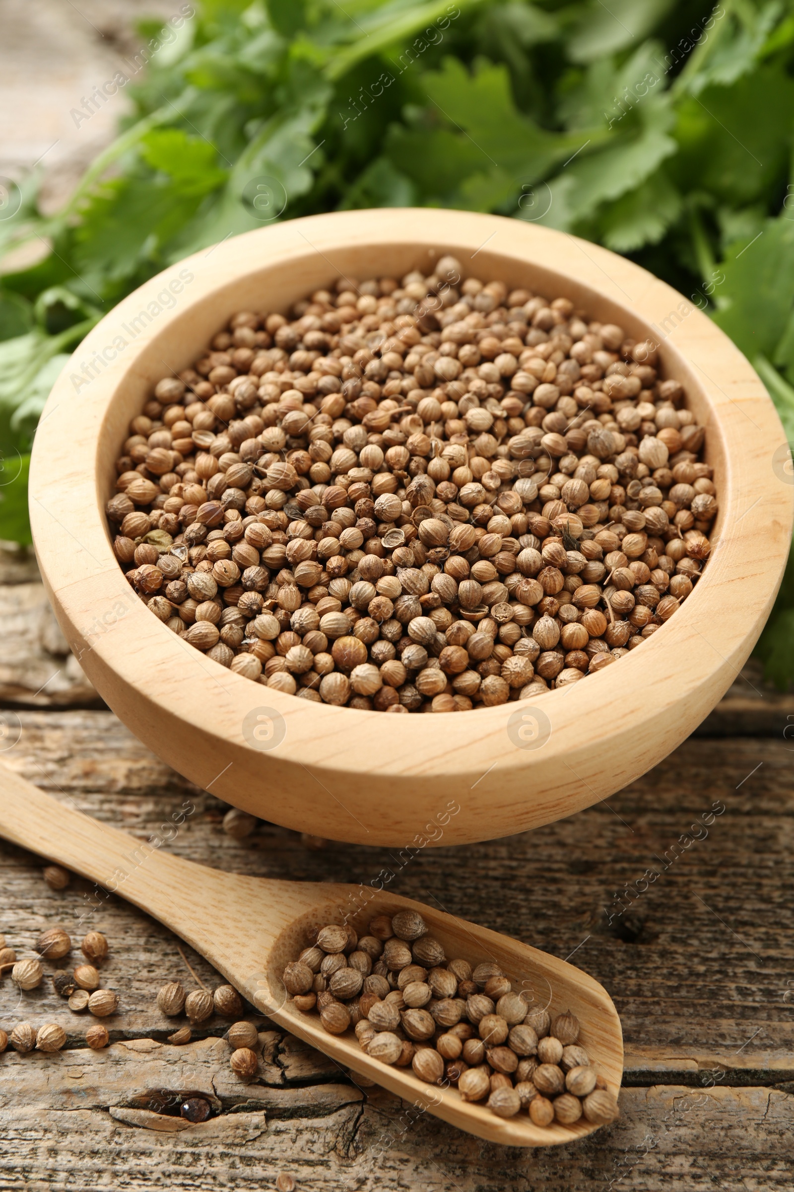 Fresh cilantro and coriander seeds on wooden table, closeup Photo of Fresh cilantro and coriander seeds on wooden table, closeup
