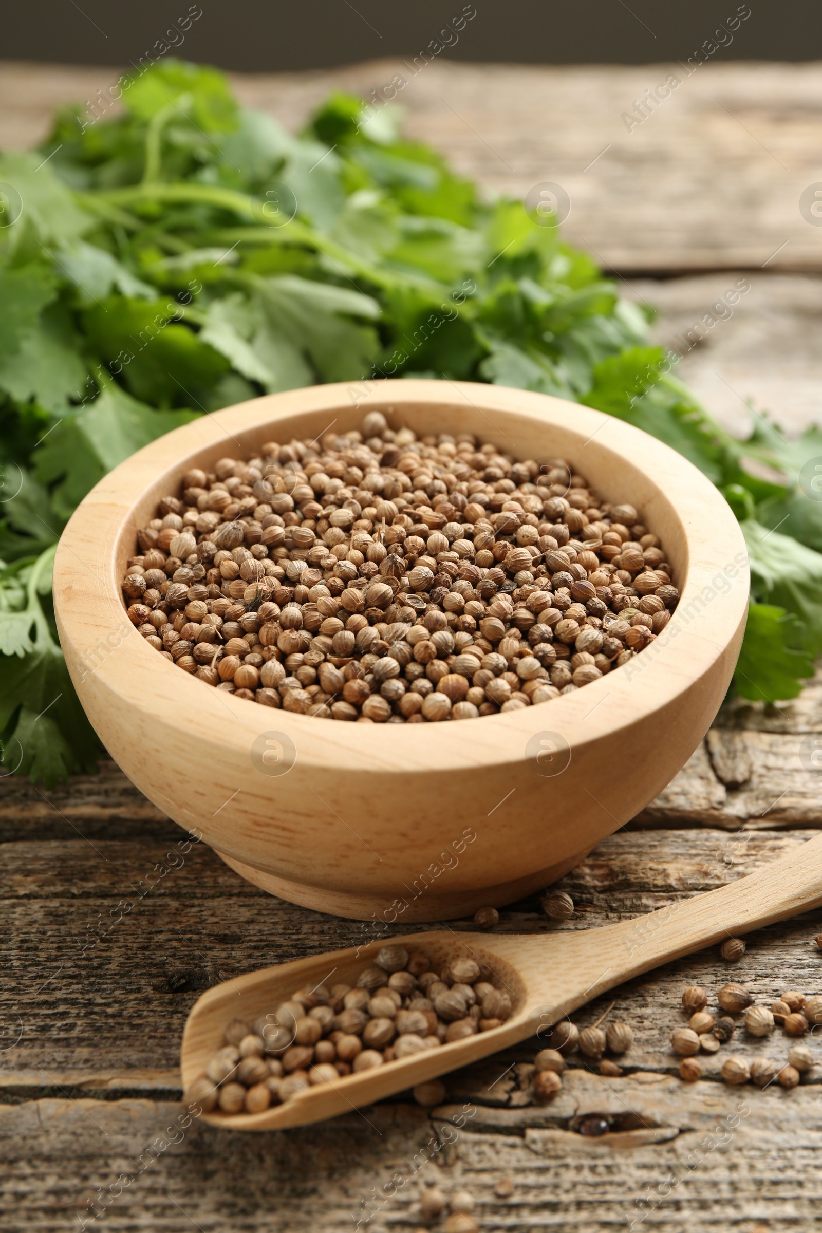 Fresh cilantro and coriander seeds on wooden table, closeup Photo of Fresh cilantro and coriander seeds on wooden table, closeup