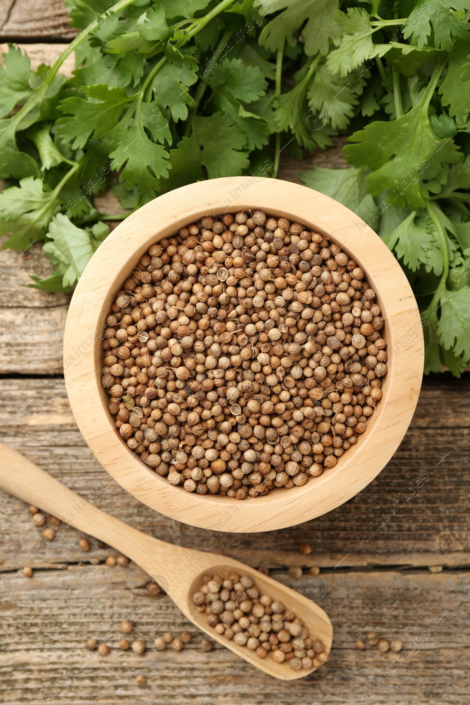 Fresh cilantro and coriander seeds on wooden table, top view Photo of Fresh cilantro and coriander seeds on wooden table, top view