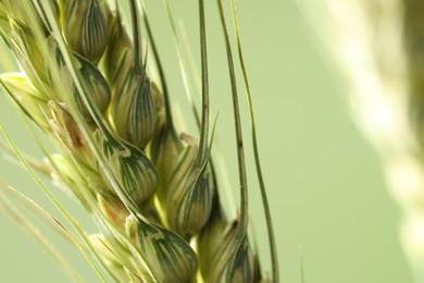 Photo of Green wheat spikes on color background, closeup