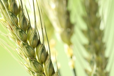 Photo of Green wheat spikes on color background, closeup