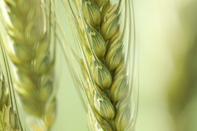 Photo of Green wheat spikes on color background, closeup