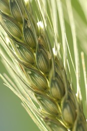 Photo of Green wheat spikes on color background, closeup