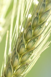 Photo of Green wheat spikes on color background, closeup