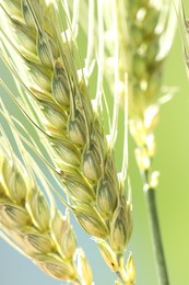 Photo of Green wheat spikes on color background, closeup