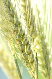 Photo of Green wheat spikes on color background, closeup