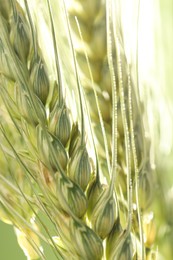 Photo of Green wheat spikes on color background, closeup