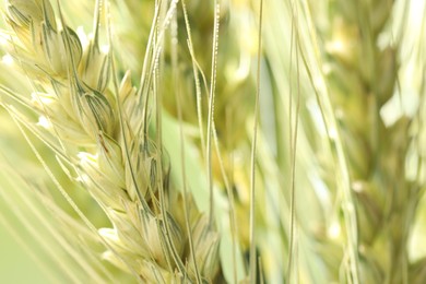 Photo of Green wheat spikes on color background, closeup
