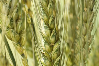 Photo of Green wheat spikes on color background, closeup