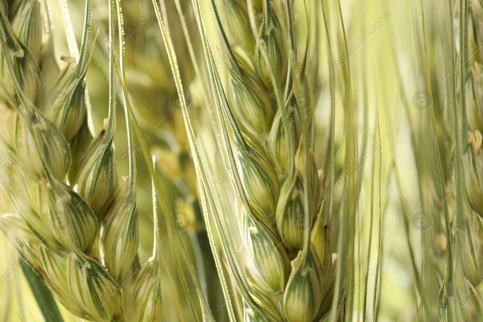Photo of Green wheat spikes on color background, closeup
