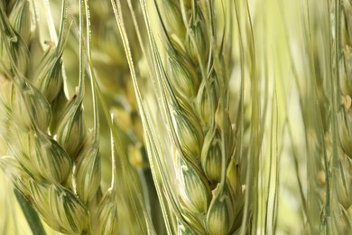 Photo of Green wheat spikes on color background, closeup