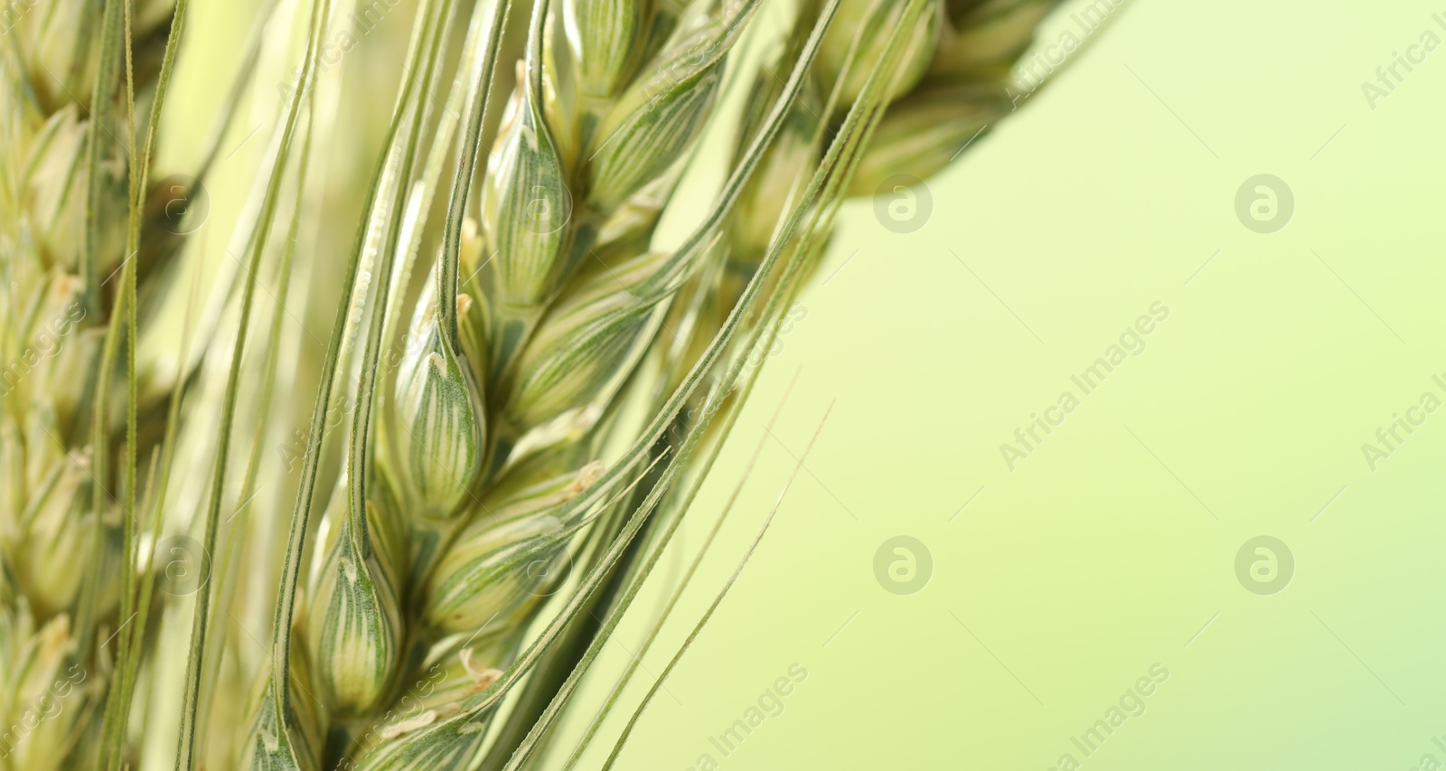 Photo of Green wheat spikes on color background, closeup. Space for text