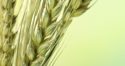Photo of Green wheat spikes on color background, closeup. Space for text
