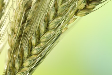 Photo of Green wheat spikes on color background, closeup. Space for text