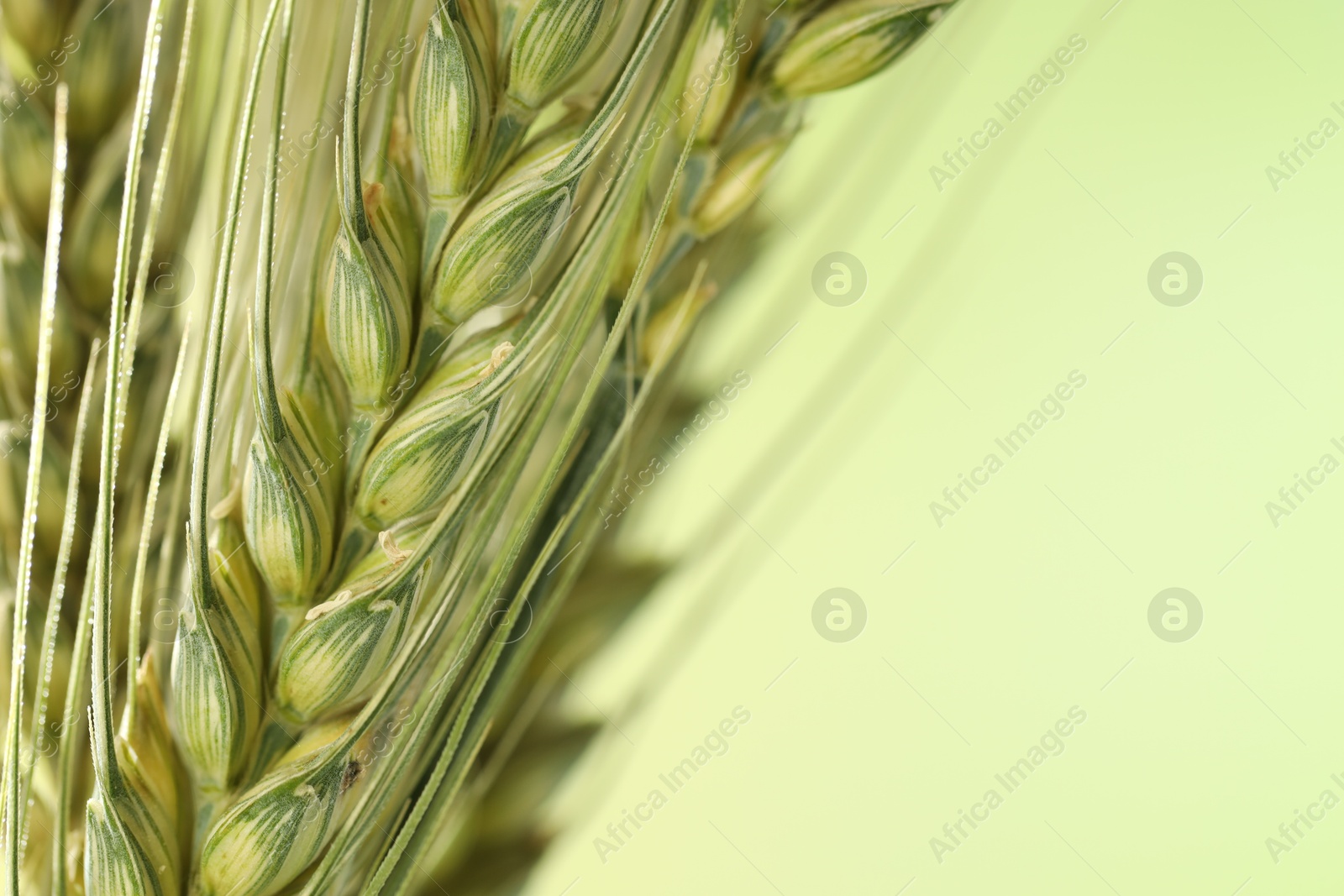 Photo of Green wheat spikes on color background, closeup. Space for text