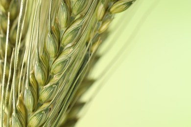 Photo of Green wheat spikes on color background, closeup. Space for text