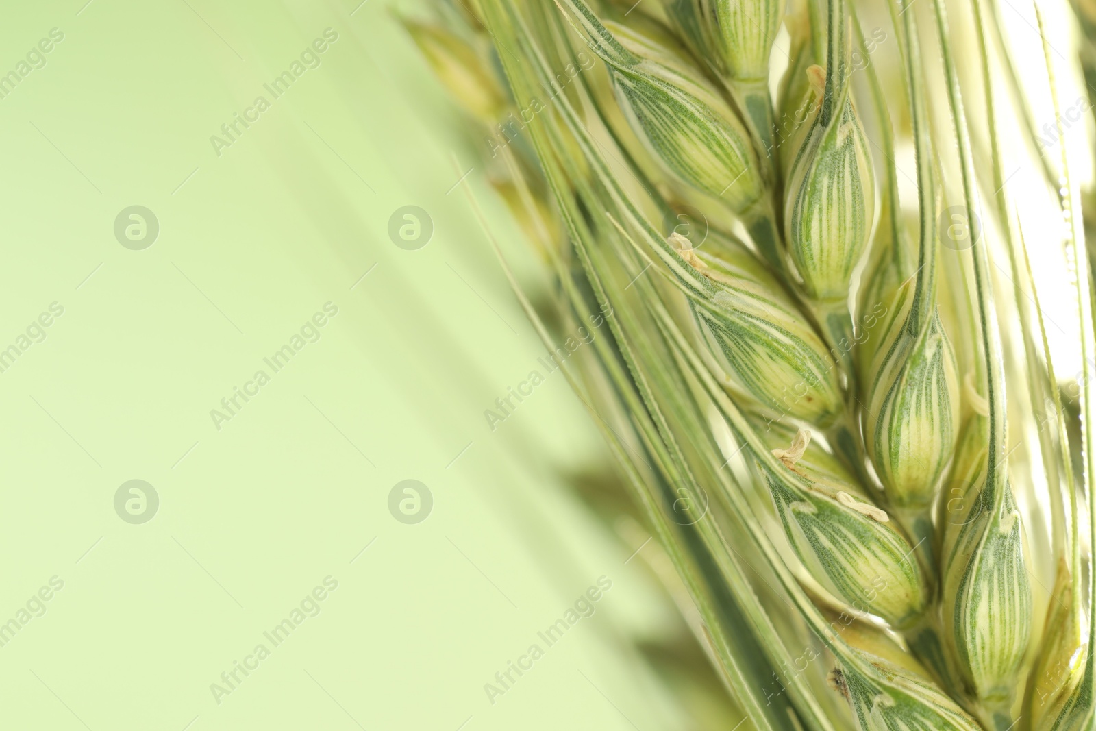 Photo of Green wheat spikes on color background, closeup. Space for text