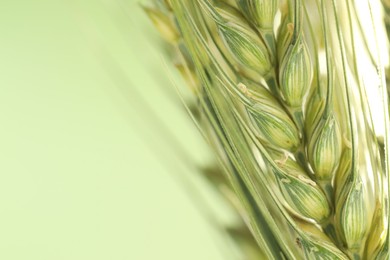 Photo of Green wheat spikes on color background, closeup. Space for text